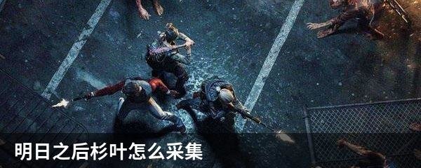 明日之后杉叶怎么采集