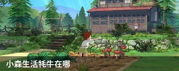 小森生活牦牛在哪