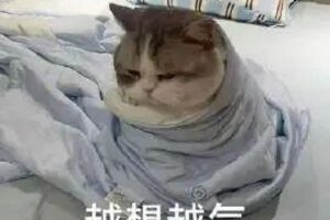 《神火大陆》愚你同乐丨那些不能一次到位的事 内含双重福利！