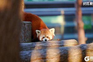 《战双帕弥什》★小熊猫“又又”生活影像★