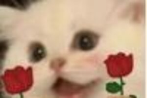 《花语卷》九尾喊你领取免费红包封面啦！