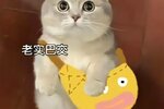 《古代战争》【新区公告】天启-贝鲁亚神杖（安卓IOS混服）来袭！