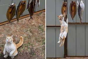 家里的猫迷上打王者荣耀 怎么办在线等挺急