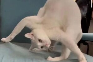 《古代战争》【新区公告】天启-黎明圣歌（安卓IOS混服）来袭！