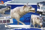 《逆境重生》动物图鉴：北极狼