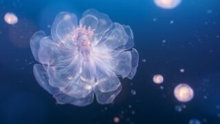 《闪耀暖暖》【5周年复刻】鲸落忆海·浩瀚生花 | 11月20日开启